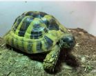 Hermanns : Male approx 5 years old (Twaps)
